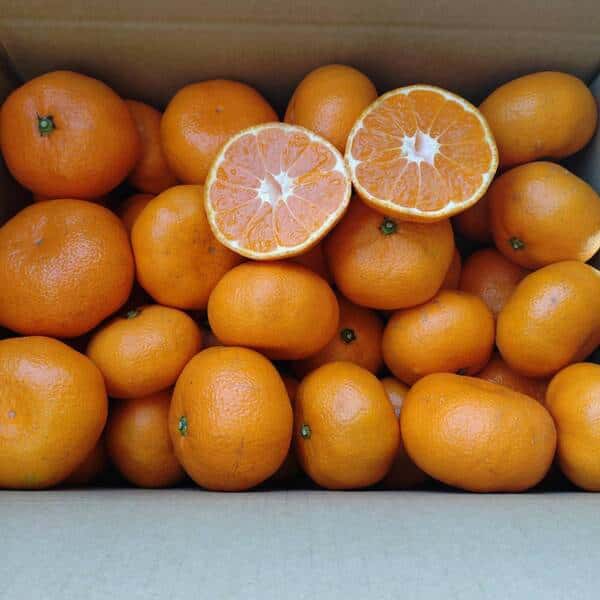 無農薬＜青島みかん＞良品5kg