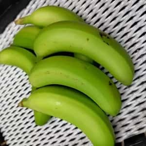 農薬不使用で皮まで食べられる金太郎バナナ＜青バナナ・訳あり品＞神奈川県産グロスミッシェル