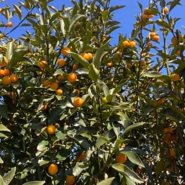 ほったらかしお庭の小さめ金柑