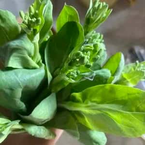 【レターパック配送・送料一律600円】春の味覚☆菜の花いろいろ、詰め合わせ