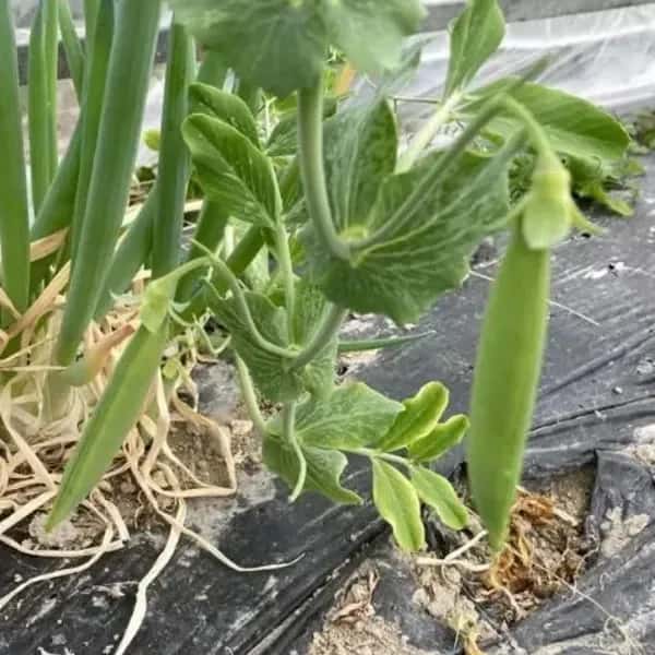 【送料一律600円・レタパ配送】農薬・化学肥料不使用・自然栽培の甘～いスナップエンドウ