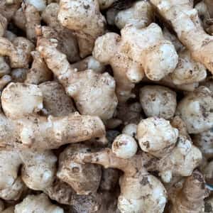 鹿児島坊津で農薬・化学肥料不使用＜自然栽培の菊芋＞過酷な風土で育ったスーパーフード