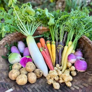 鹿児島県坊津から直送＜季節の野菜詰合せ＞自然栽培の彩り野菜をおまかせで葉物・カラフル野菜など5〜7品