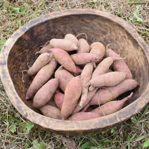 無農薬・無肥料　星のリズムで育ったサツマイモ（紅はるか）５kg