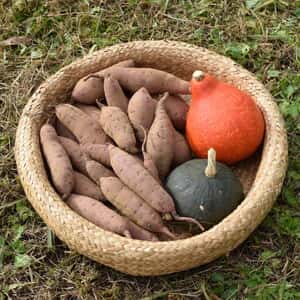 無農薬・無肥料　星のリズムで育ったサツマイモ（紅はるか3kg）と赤栗カボチャ、緑カボチャのセット