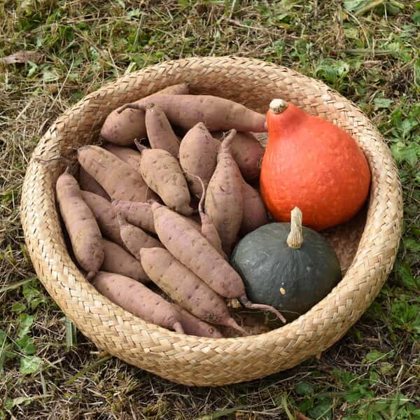 無農薬・無肥料　星のリズムで育ったサツマイモ（紅はるか3kg）と赤栗カボチャ、緑カボチャのセット