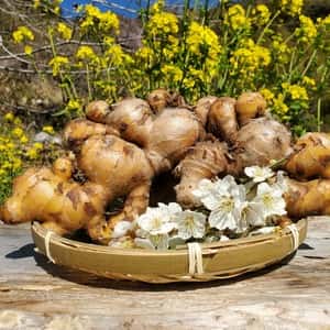 旬の味わいをそのままに＜新生姜＞栽培期間中農薬不使用・香り爽やかな掘りたて生姜