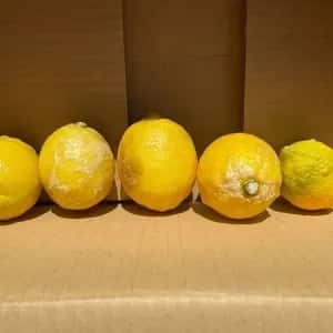 農薬不使用　レモン　加工用