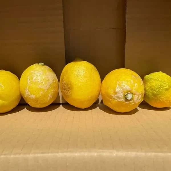 農薬不使用　レモン　加工用