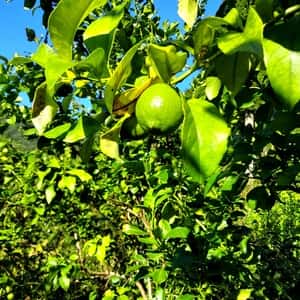 ＜レモン＞高知の自然が育んだ農薬不使用・手作業で安心の香り豊かな果実