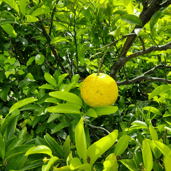 有機栽培＜小夏＞内果皮ごと楽しむ高知の自然で育った甘酸っぱい初夏の柑橘
