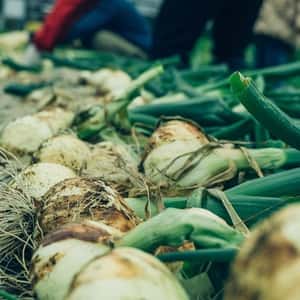 〈今シーズンの販売は終了しました〉【2026年1月19日より順次発送】1年に1度だけの感動の甘さ！葉ごと楽しむサラダ玉ねぎ┃無農薬・無化学肥料栽培┃九州・中国地域送料込