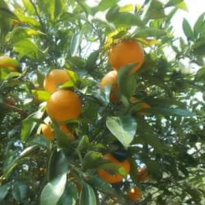 無農薬　無化学肥料　八朔　はっさく　ハッサク