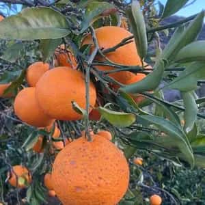 清見オレンジ　野鳥も大好物　特大サイズあり