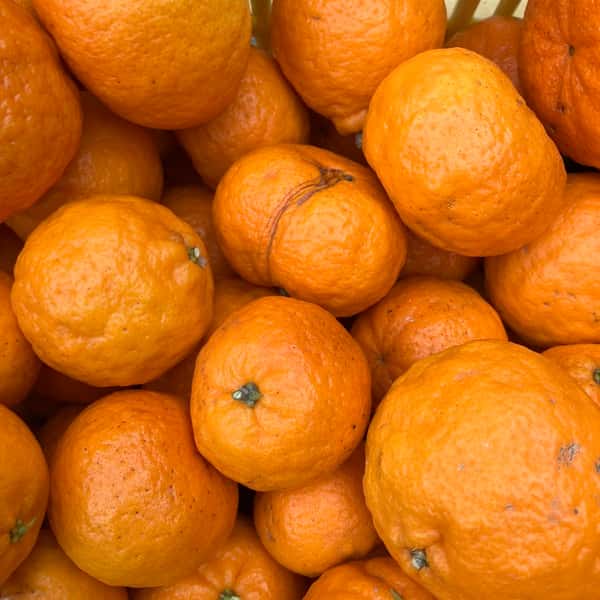 崖っぷち小玉ポンカン5キロ