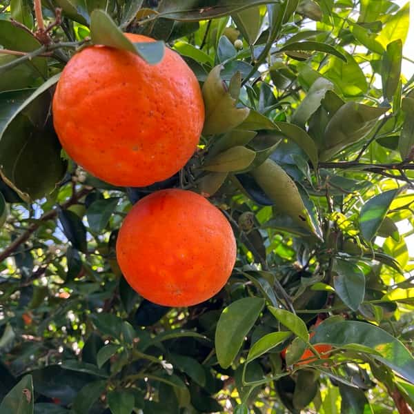 カラマンダリン