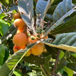 びわ　ビワ　　無農薬　最終富田様専用