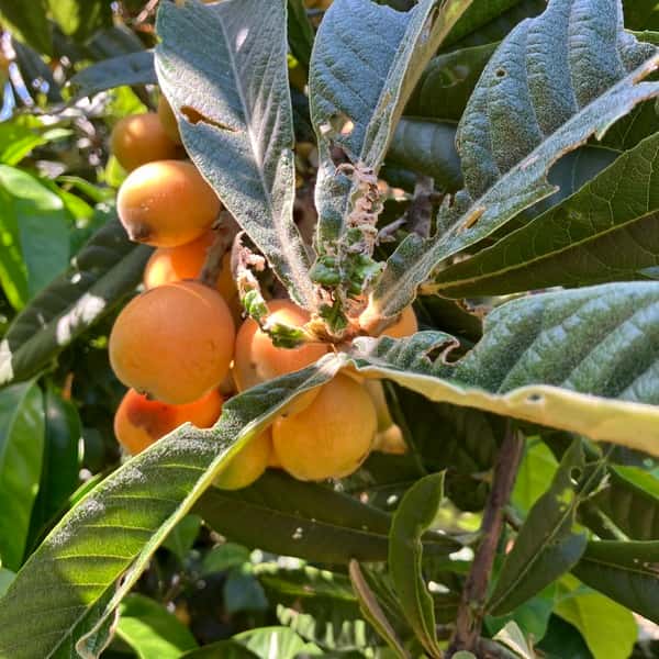 びわ　ビワ　　無農薬　最終富田様専用