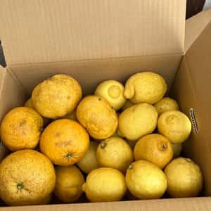 レモン2.8キロと甘夏みかん2キロセット