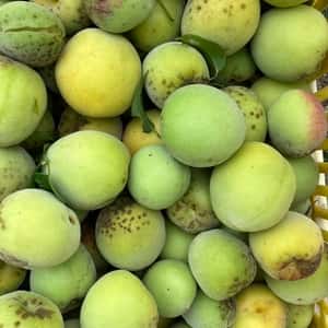 無農薬　無施肥　無選別青梅　大玉数量限定！