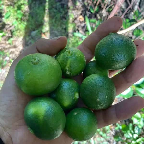 青みかん　摘果　小さいです！注文後収穫