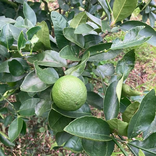 【数量限定】自然栽培・無農薬 ＜ライム＞