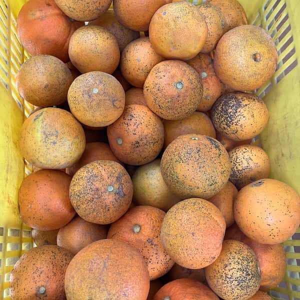 ネーブル　4.5キロ　無農薬