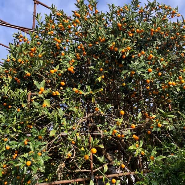 完熟　キンカン　金柑　2キロ　