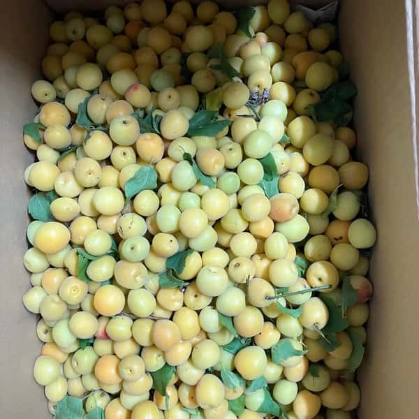梅　完熟っぽい　自然栽培3キロ