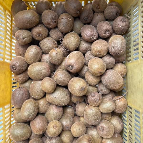 農薬不使用・自然栽培＜キウイフルーツ＞