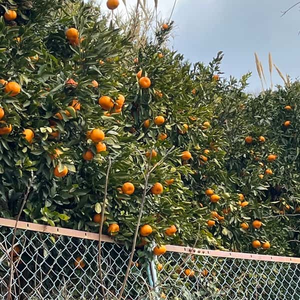 農薬・化学肥料不使用＜はやか＞今までで1番の美味しい柑橘です！