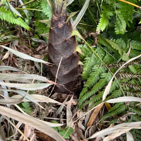 竹の子　無選別6キロ　当日収穫