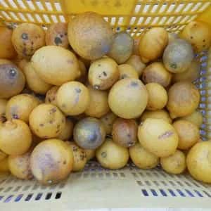 数量限定　瀬戸内レモン加工用 無農薬・無化学肥料