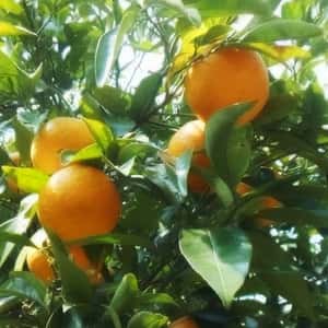 甘夏すっぱい　無農薬・無化学肥料　注文後収穫