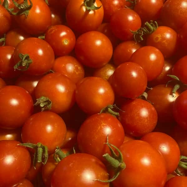 ミニトマトは秋が美味しい！糖度７度以上のミニトマト