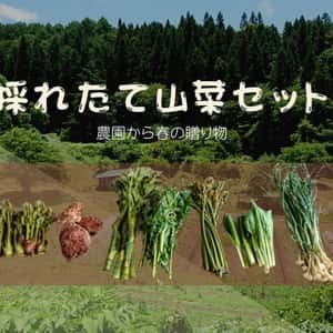 予約開始！【常温配送】天然＜春の山菜セット＞飯綱の里山で芽吹いた採れたて山菜の詰め合わせ