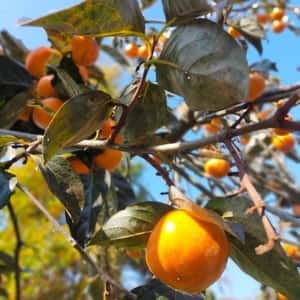 秋の味覚！渋柿（干し柿用の柿をセットで）