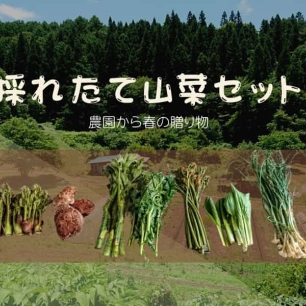 予約開始！【クール便発送】天然＜春の山菜セット＞飯綱の里山で芽吹いた採れたて山菜の詰め合わせ