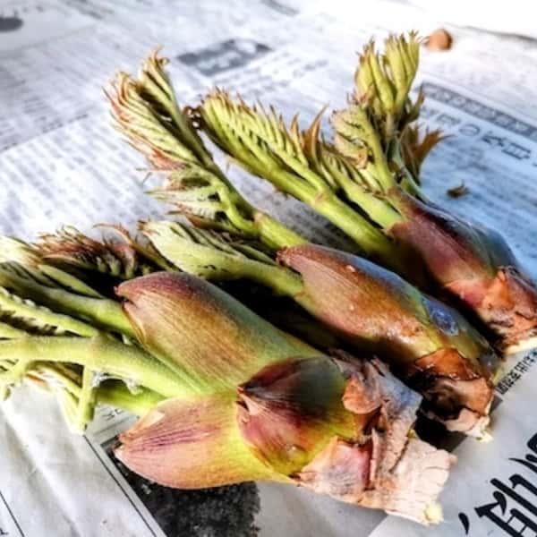 ［常温発送］山菜の王様　たらの芽詰め合わせ