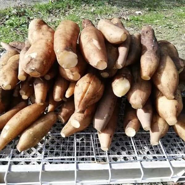 [無添加]自然栽培ヤーコンで作った☆干しやーこん3袋セット