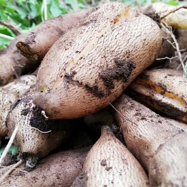 自然栽培ヤーコン/訳あり品混合