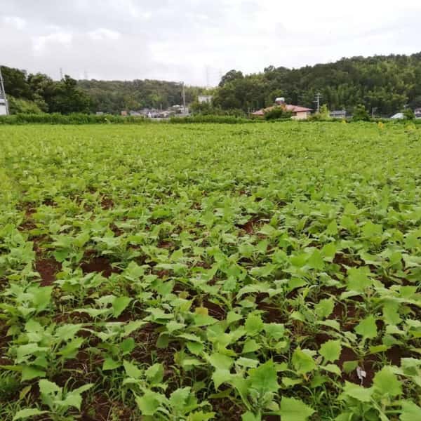 ヤーコン茶用☆自然栽培ヤーコンの葉 1kg