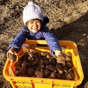 【無農薬】在来種の里芋 大野在来（大野芋）煮崩れしにくくまろやかな甘み【自然栽培】
