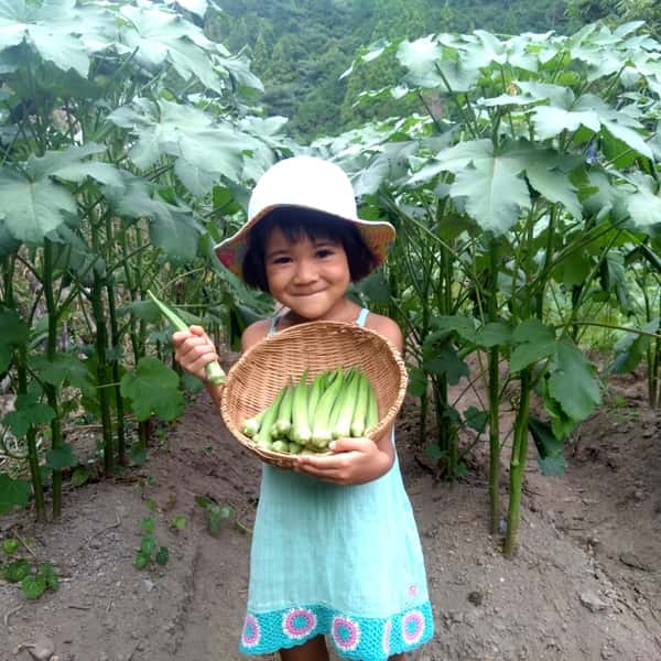 【自然栽培】子どもも生でバクバク♪ 毎年好評！朝採れ！新鮮！丸オクラ【常温】
