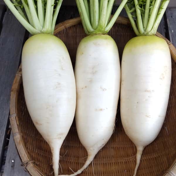 【自然栽培】今が旬！加賀野菜の源助大根 固定種