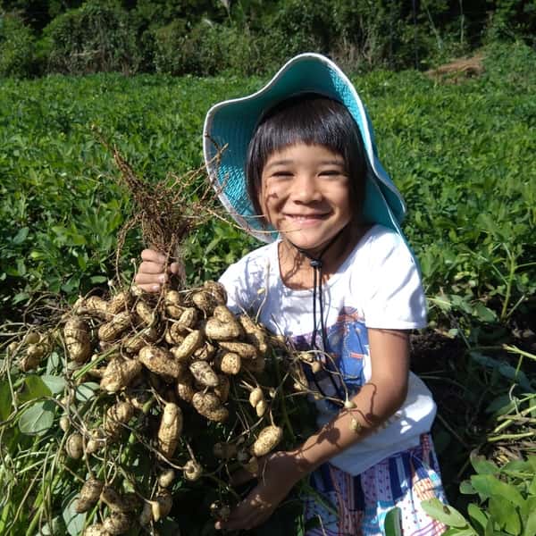 【今が旬！】無農薬 生落花生 おおまさり  自然栽培（クール便）