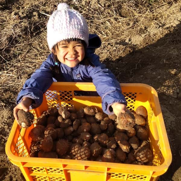 【無農薬】在来種の里芋 大野在来（大野芋）煮崩れしにくくまろやかな甘み【自然栽培】