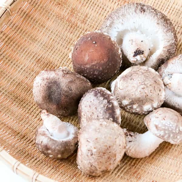 農薬不使用＜生原木しいたけ 京ぽんぽん＞肉厚でプリプリ食感・星付きレストラン御用達の極上きのこ