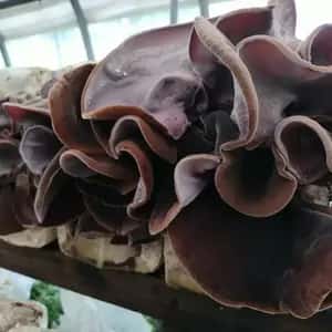 農薬不使用・国産菌床で育った【生きくらげ】肉厚でみずみずしくぷりぷりのきくらげ