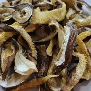 無添加・国産乾燥きのこ＜詰め合わせ5袋セット＞京都京北産原木しいたけ・舞茸・きくらげ・なめこ